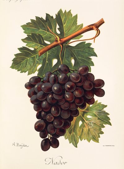 Uva de Nador por A. Kreyder de Alexis Kreyder