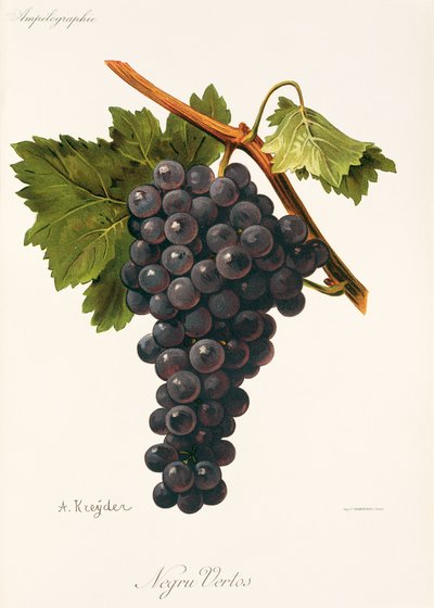 Uva Negru Vertos de A. Kreyder de Alexis Kreyder
