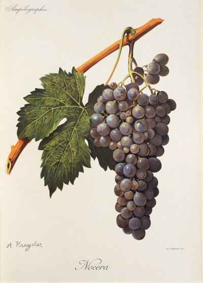 Uva Nocera de A. Kreyder de Alexis Kreyder