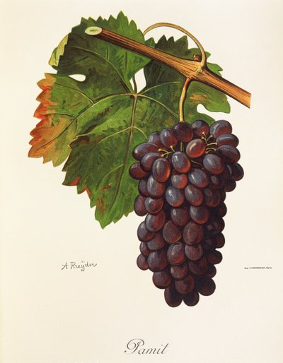 Uva Pamit de A. Kreyder de Alexis Kreyder