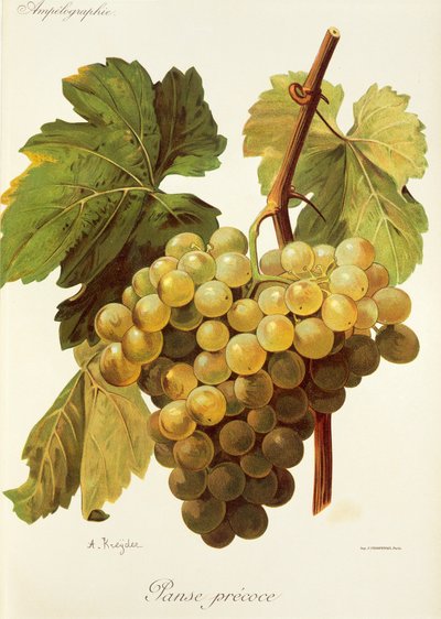 Uva Panse Precoce de A. Kreyder de Alexis Kreyder