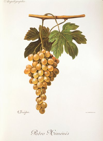 Uva Pedro Mimenes de A. Kreyder de Alexis Kreyder