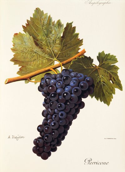 Uva Perricone de A. Kreyder de Alexis Kreyder