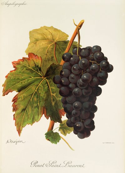 Uva Pinot Saint Laurent por A. Kreyder de Alexis Kreyder