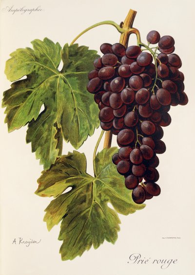 Uva Prie