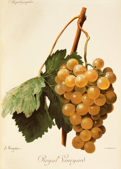 Uva Royal Vineyard de A. Kreyder de Alexis Kreyder