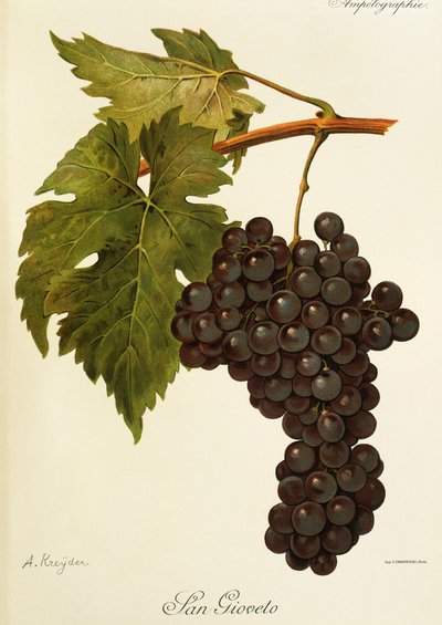 Uva San Gioveto de A. Kreyder de Alexis Kreyder