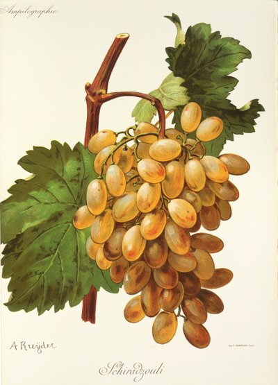 Uva Schiradzouli de A. Kreyder de Alexis Kreyder