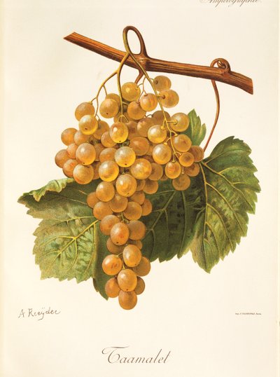 Uva de Taamalet por A Kreyder de Alexis Kreyder