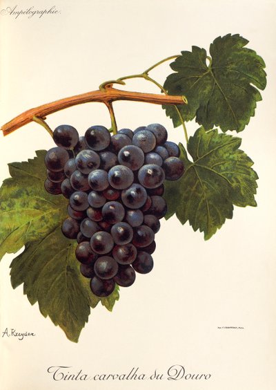 La uva Tinta Carvalha del Duero por A. Kreyder de Alexis Kreyder