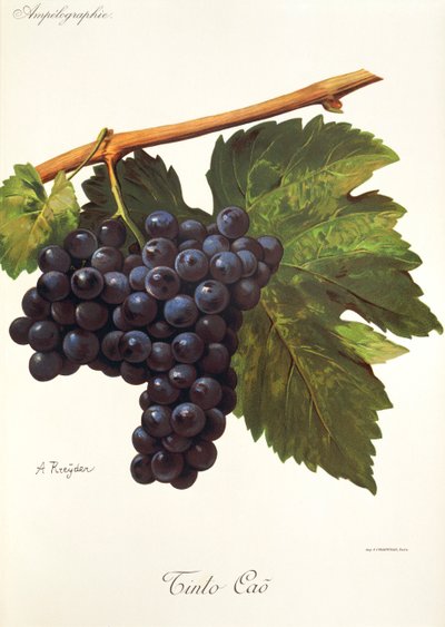 Uva Tinto Cao por A. Kreyder de Alexis Kreyder