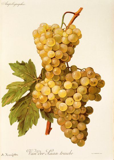 Uva Van der Laan Traube de A. Kreyder de Alexis Kreyder