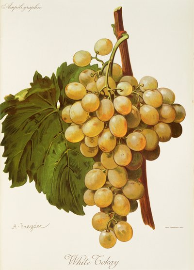 Uva blanca Tokay de A. Kreyder de Alexis Kreyder
