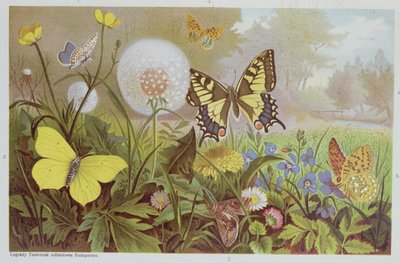 Mariposas, ilustración de un libro de historia natural húngaro, c.1900 de Alfred Brehm