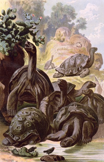 Tortugas gigantes de las Islas Galápagos, de un libro de historia natural, 1887 de Alfred Brehm