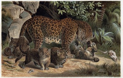 Panthere y su cría - Panthera, de "La vida de los animales de Brehm" (grabado) de Alfred Brehm