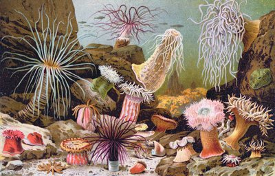 Anémonas de mar, de un libro de historia natural húngaro, c.1900 de Alfred Brehm