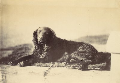 Pedro de Alfred Capel Cure