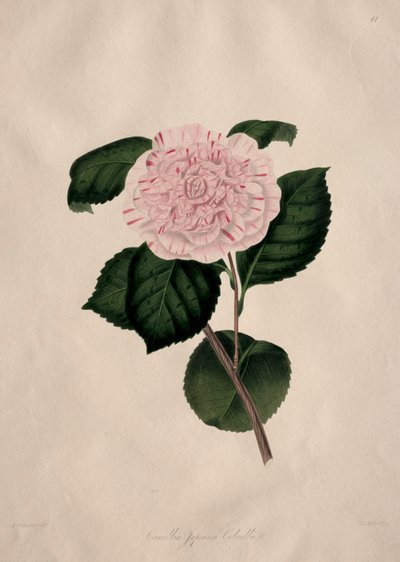 Ilustraciones y descripciones de...el Orden Natural Camellieae: No. 41 de Alfred Chandler