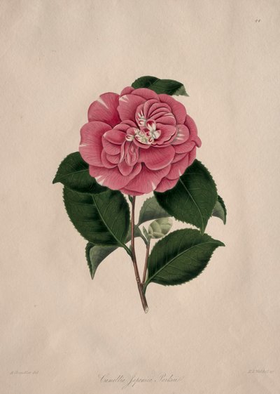 Ilustraciones y descripciones de...el Orden Natural Camellieae: No. 44 de Alfred Chandler