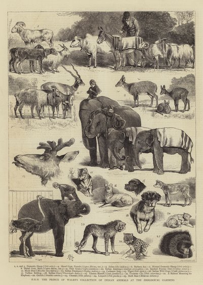 Colección de animales indios de SAR el Príncipe de Gales en el Zoológico de Alfred Chantrey Corbould