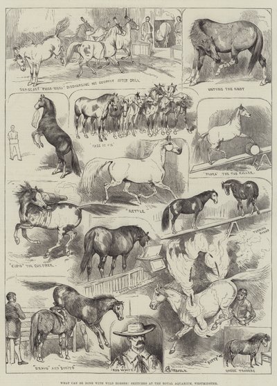 Qué se puede hacer con caballos salvajes, bocetos en el Royal Aquarium, Westminster de Alfred Courbould