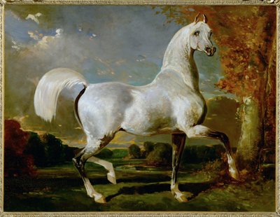 Etalon Arabe - Pura sangre árabe ... de Alfred Dedreux or de Dreux