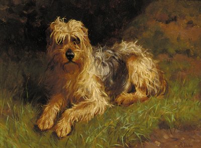 Terrier de trigo de pelo suave de Alfred Duke