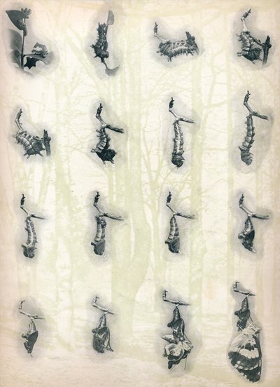 La Evolución de una Oruga, c. 1910, 1911 de Alfred Harold Bastin