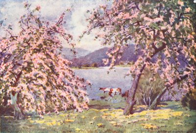 Distrito de los Lagos: Esthwaite Water, Apple Blossom (litografía en color) de Alfred Heaton Cooper