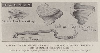 Una amenaza para el cable totalmente británico, el Teredo, un molusco que come líneas telegráficas submarinas de Alfred Hugh Fisher
