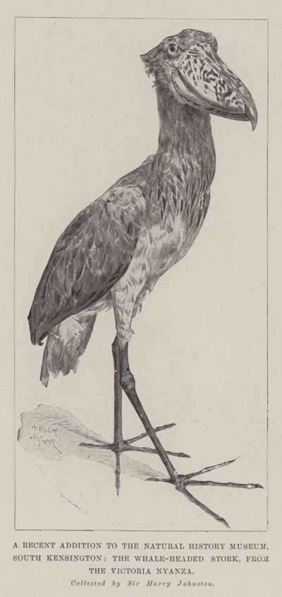 Una adición reciente al Museo de Historia Natural, South Kensington, la cigüeña de cabeza de ballena, del Victoria Nyanza de Alfred Hugh Fisher