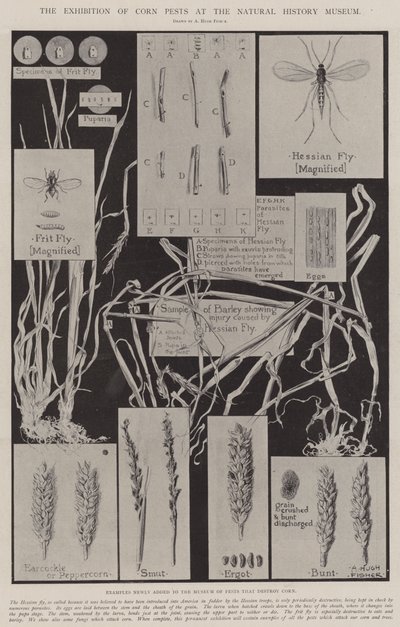 La exposición de plagas del maíz en el Museo de Historia Natural de Alfred Hugh Fisher