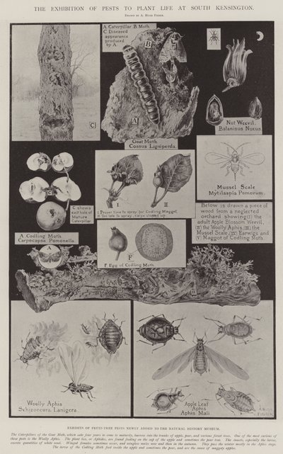 La exposición de plagas a la vida vegetal en South Kensington de Alfred Hugh Fisher