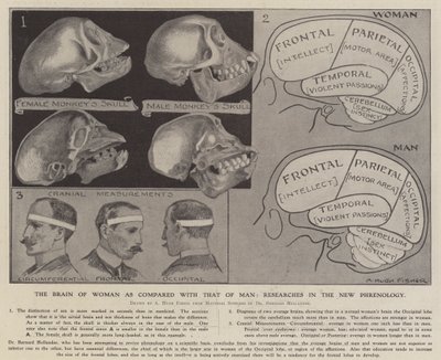 El cerebro de la mujer comparado con el del hombre: investigaciones en la nueva frenología de Alfred Hugh Fisher