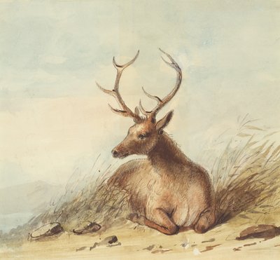 Elk, Rocky Mountains, c.1837 (lápiz, pluma y tinta y acuarela sobre papel) de Alfred Jacob Miller