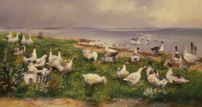Gansos de Alfred Schonian