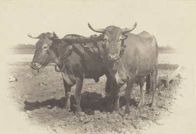  de Alfred Stieglitz