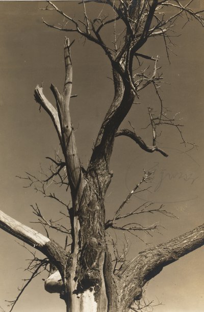 Castaño moribundo (verso) de Alfred Stieglitz