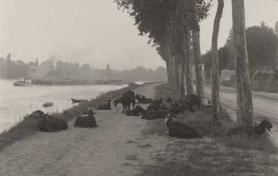 Cabras a las afueras de París de Alfred Stieglitz
