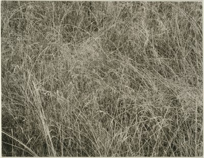 Hierba de Alfred Stieglitz