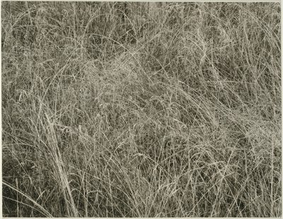 Hierba, 1933 de Alfred Stieglitz