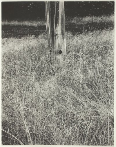 Hierba y asta de bandera de Alfred Stieglitz