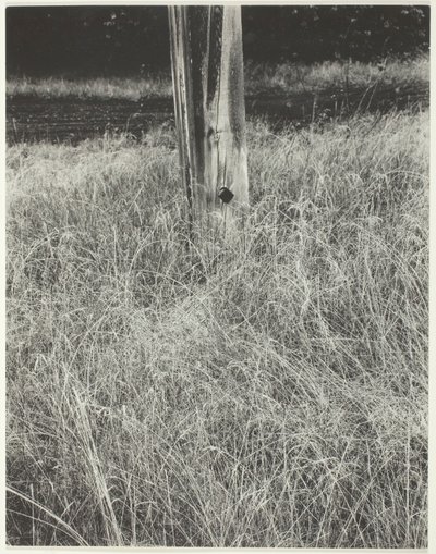 Hierba y asta de bandera, 1933 de Alfred Stieglitz