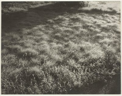 Hierba y escarcha de Alfred Stieglitz