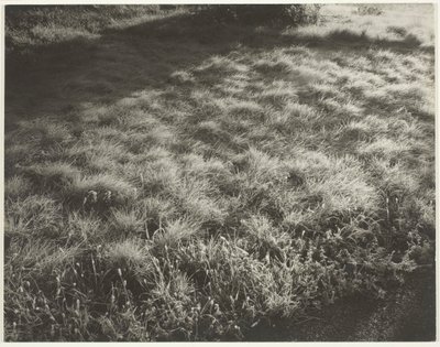 Hierba y escarcha, 1934 de Alfred Stieglitz