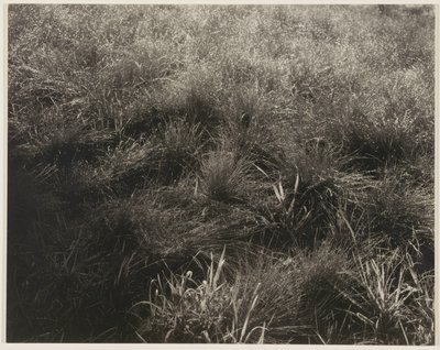 Céspedes de Alfred Stieglitz