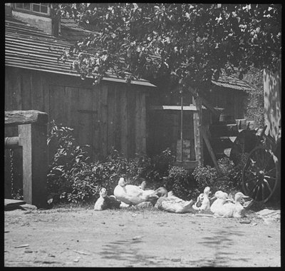 Gutach de Alfred Stieglitz