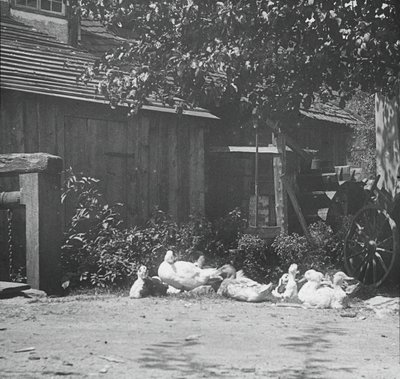 Gutach de Alfred Stieglitz