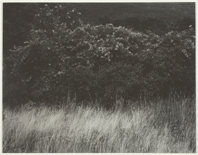 Seto y hierbas - Lago George de Alfred Stieglitz